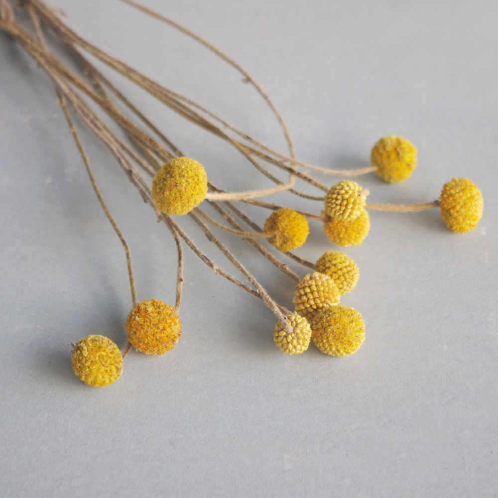 Dried Flower Bunch - 20 個の天然乾燥クラスペディアの花の花束ゴールデン ボールの花の束
