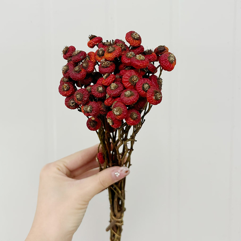 10個/束 ドライローズヒップベリーの花 天然ドライフラワー - Dried Flower Bunch のレビューと価格