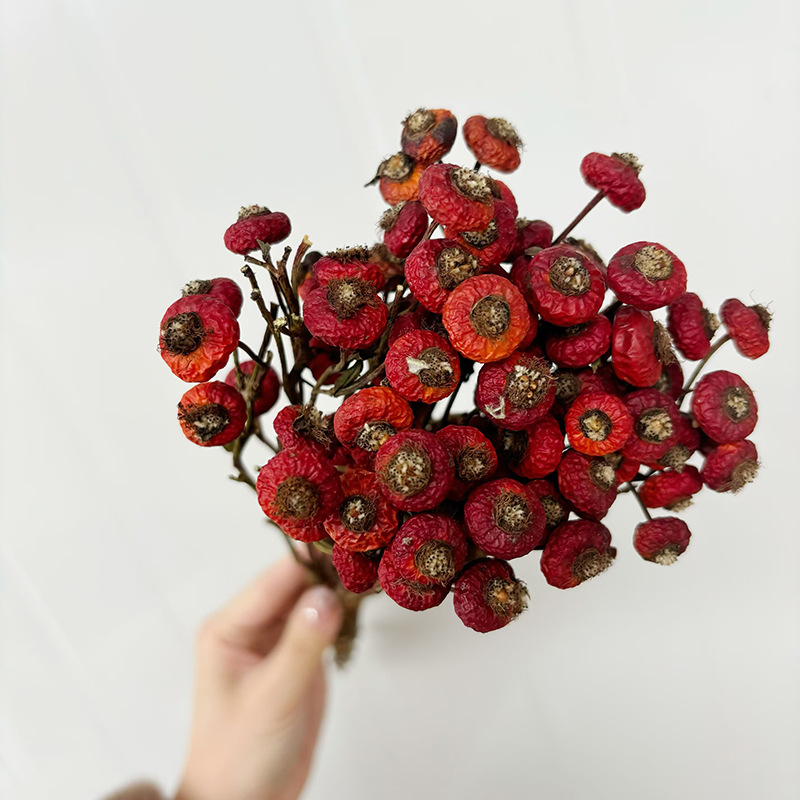 10個/束 ドライローズヒップベリーの花 天然ドライフラワー - Dried Flower Bunch のレビューと価格