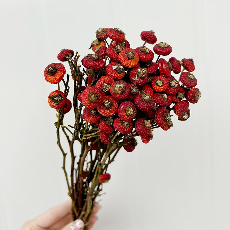 10個/束 ドライローズヒップベリーの花 天然ドライフラワー - Dried Flower Bunch のレビューと価格