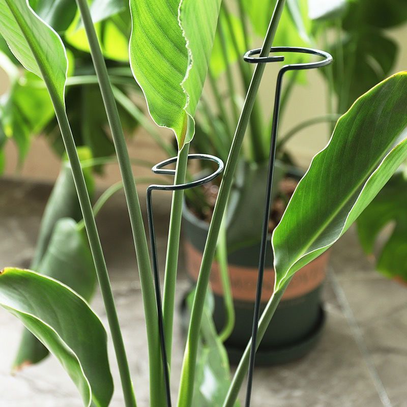 1/10 個ガーデンサポートステークリング金属単一茎植物低木 - Florist Supply Bulk のレビューと価格