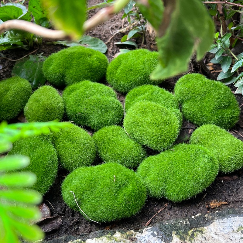 100/5 個人工苔石フェイクグリーン苔石植物 DIY 工芸 - Preserved Moss Sheet のレビューと価格
