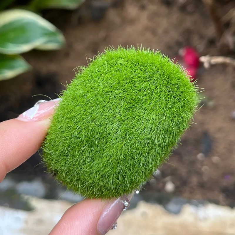 100/5 個人工苔石フェイクグリーン苔石植物 DIY 工芸 - Preserved Moss Sheet のレビューと価格