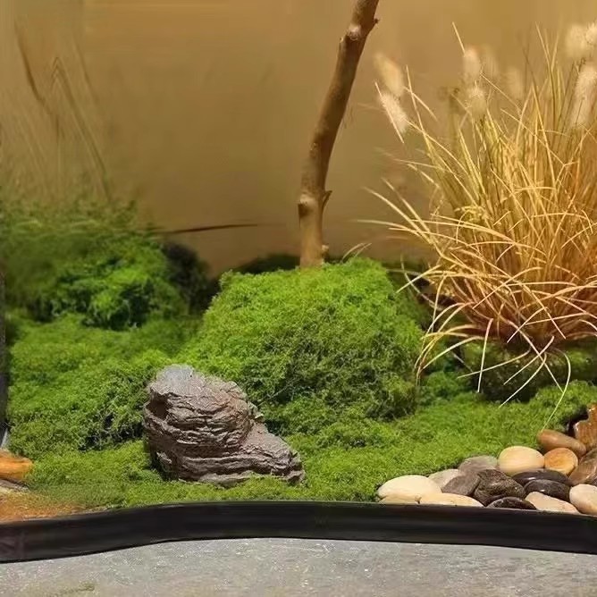 200 グラム永遠の命苔 DIY 工芸品草人工緑植物ホームル - Preserved Moss Sheet のレビューと価格