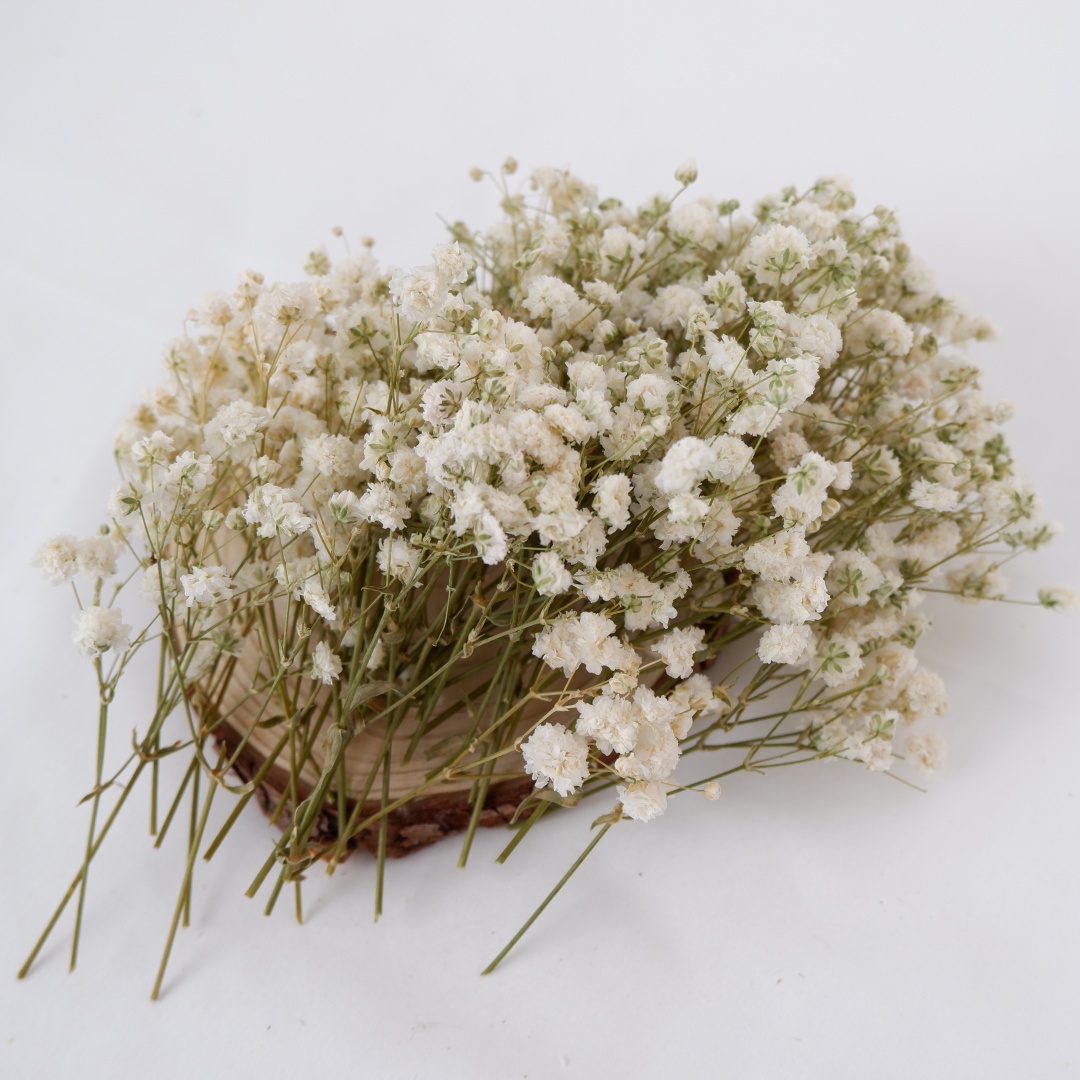 ドライフラワー ホワイト ミニ ドライカスミソウ ジプソフィ - Baby Breath Dried のレビューと価格