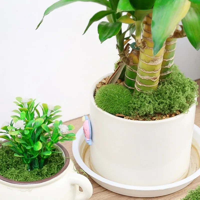 30/300G人工リアルモス フェアリーガーデン ウェディン - Preserved Moss Sheet のレビューと価格