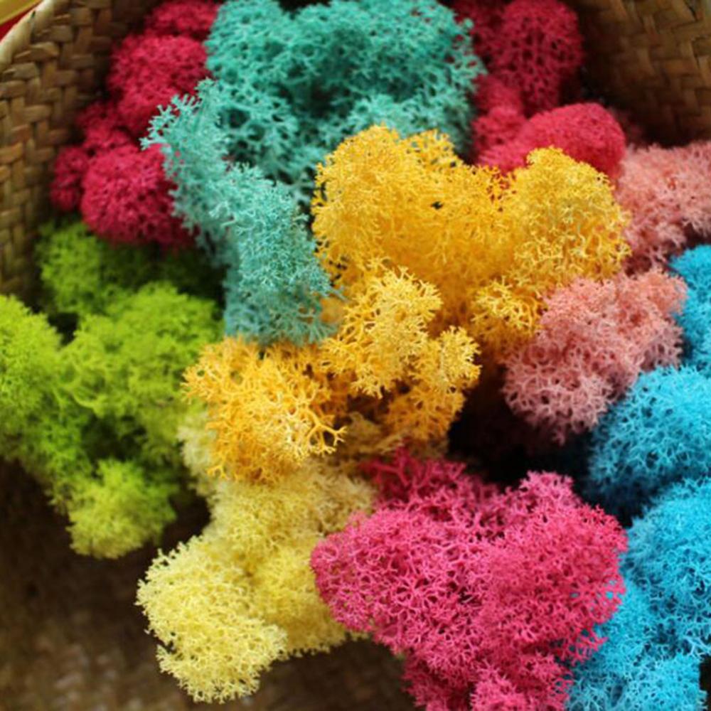 人工植物永遠の命モスガーデンクリスマス装飾壁 Diy フラワ - Preserved Moss Sheet のレビューと価格