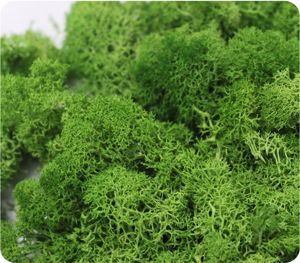 人工植物永遠の命モスガーデンクリスマス装飾壁 Diy フラワ - Preserved Moss Sheet のレビューと価格