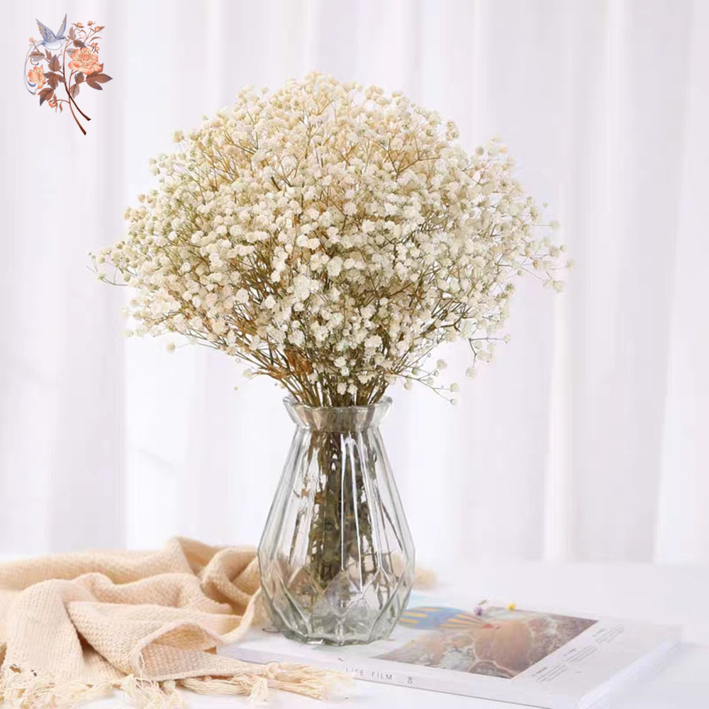 60 グラム乾燥ベビーブレスフラワーブーケナチュラルドライフ - Dried Flower Bunch のレビューと価格