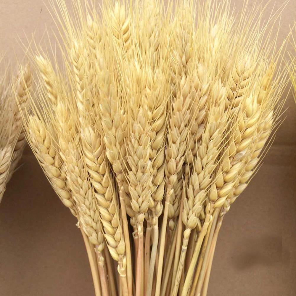 50個入り 天然ドライフラワー 製菓用小麦穂 製菓用小麦穂束 - Dried Flower Bunch のレビューと価格