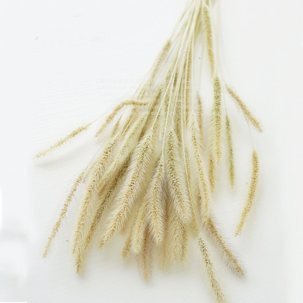 200 個の天然乾燥ラグゥラス オバタス ブーケ & ウラリ - Dried Flower Bunch のレビューと価格