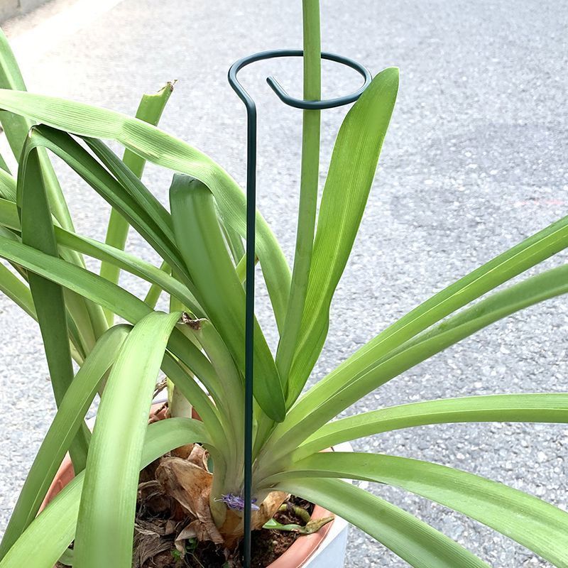 1-10 個金属単一幹植物低木ホルダーガーデンサポートステー - Florist Supply Bulk のレビューと価格